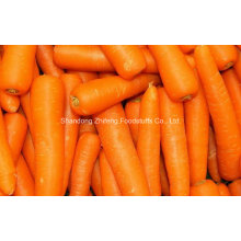 2016 New Crop Fresh Chinese Carrot